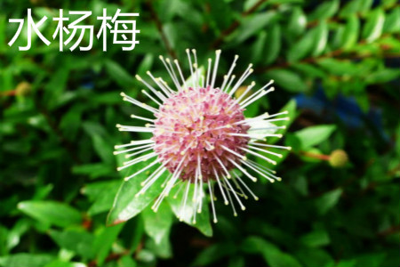 水杨梅花 水杨梅花