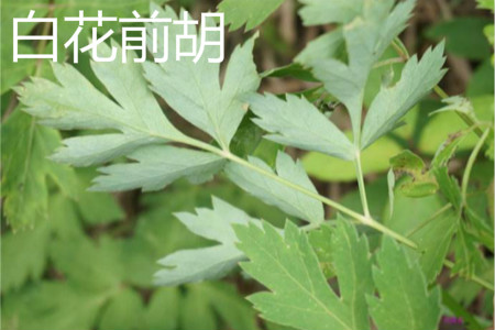 白花前胡 白花前胡