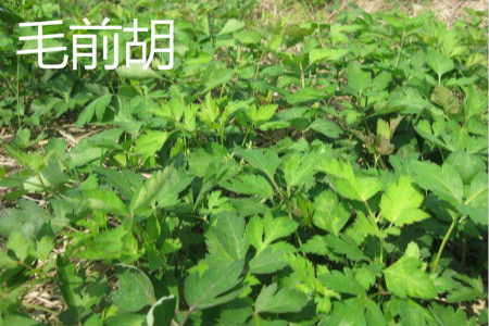 毛前胡 毛前胡