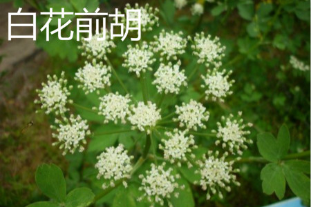 白花前胡 白花前胡