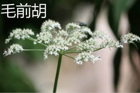 毛前胡 毛前胡