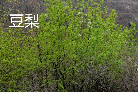 豆梨 豆梨