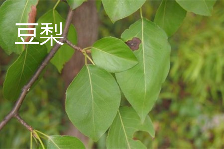 豆梨 豆梨