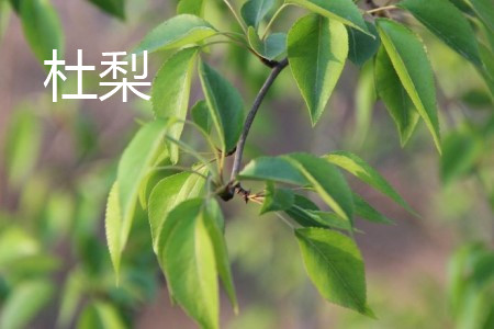杜梨 杜梨