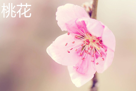 桃花 桃花