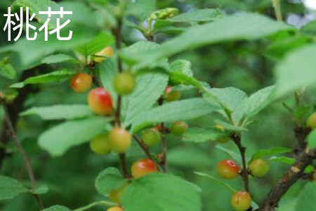 桃花 桃花