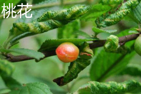 桃花 桃花