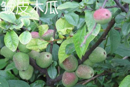 皱皮木瓜 皱皮木瓜