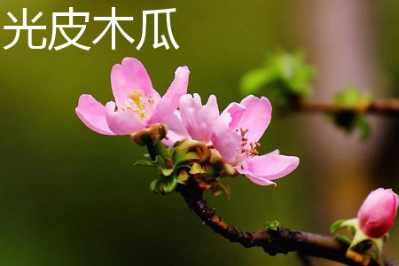 光皮木瓜 光皮木瓜