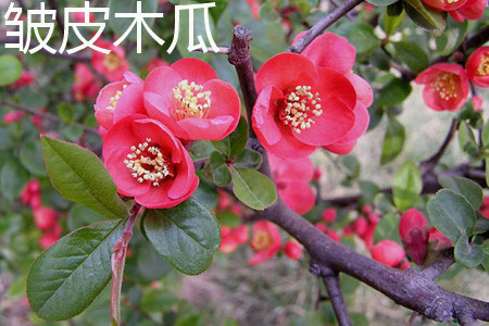 皱皮木瓜 皱皮木瓜