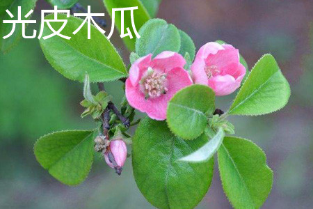 光皮木瓜 光皮木瓜