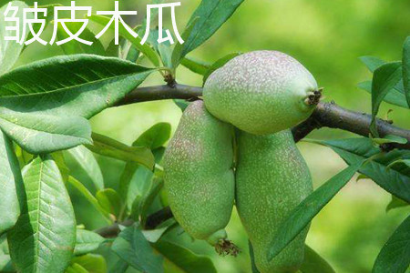 皱皮木瓜 皱皮木瓜