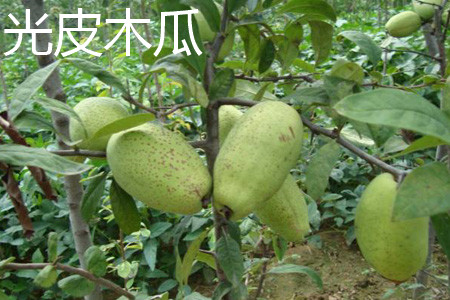 光皮木瓜 光皮木瓜