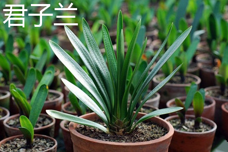 君子兰 君子兰