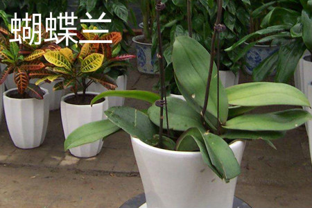 蝴蝶兰 蝴蝶兰