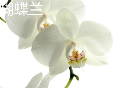 蝴蝶兰 蝴蝶兰