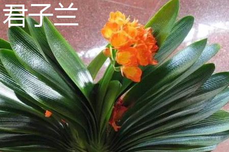 君子兰 君子兰