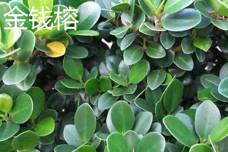 金钱榕 金钱榕