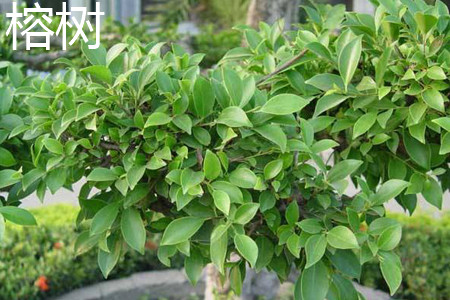 榕树 榕树
