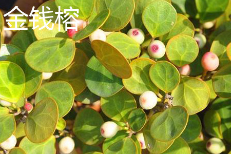 金钱榕 金钱榕
