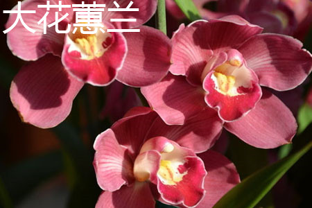 大花惠兰 大花惠兰