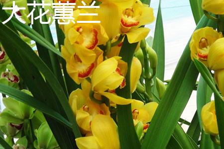 大花惠兰 大花惠兰