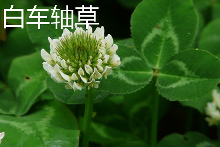 白车轴草 白车轴草