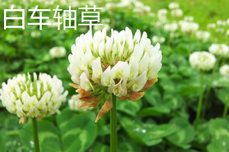 白车轴草 白车轴草