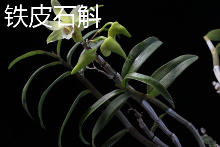 铁皮石斛 铁皮石斛