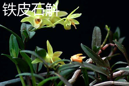 铁皮石斛 铁皮石斛