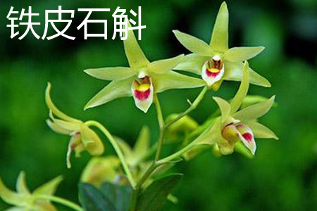 铁皮石斛 铁皮石斛