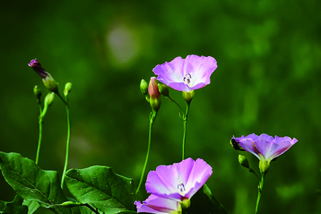 牵牛花 牵牛花