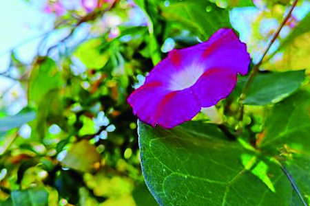 打碗花 打碗花