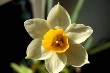 水仙花 水仙花