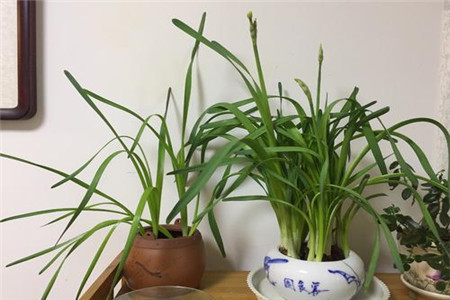 水仙花 水仙花