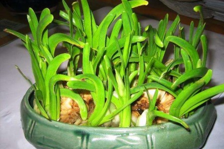叶子发软的水仙花 叶子发软的水仙花