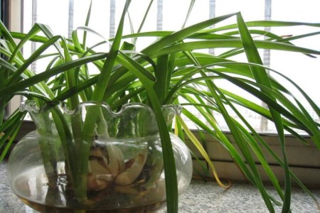 叶子发软的水仙花 叶子发软的水仙花