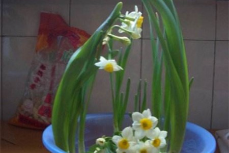 叶子发软的水仙花 叶子发软的水仙花