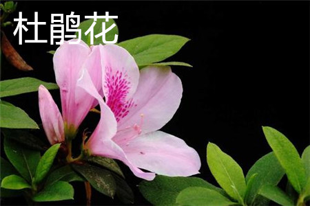杜鹃花 杜鹃花