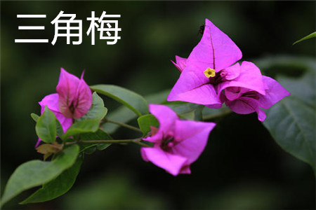 三角梅 三角梅