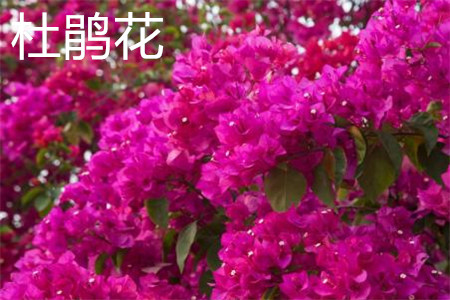 杜鹃花 杜鹃花