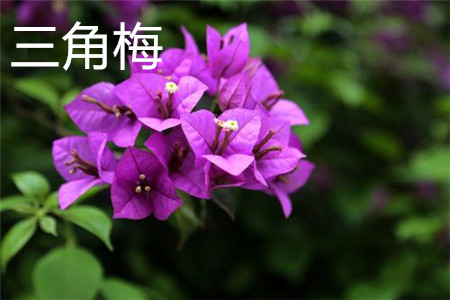 三角梅 三角梅
