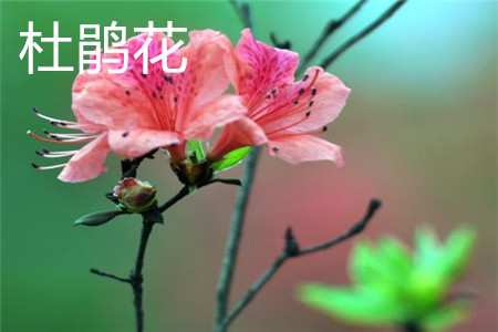 杜鹃花 杜鹃花