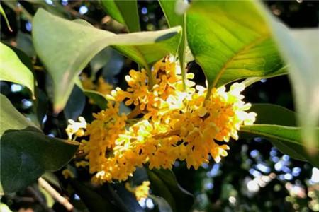 桂花 桂花