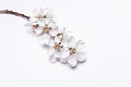杏树 杏树