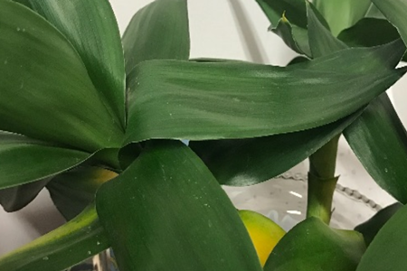 荷花竹 荷花竹