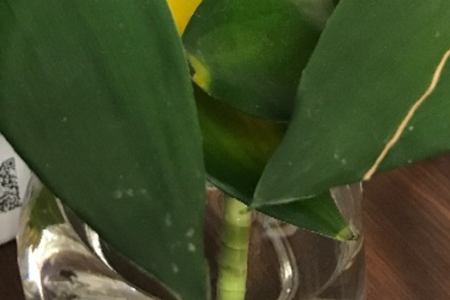 荷花竹 荷花竹