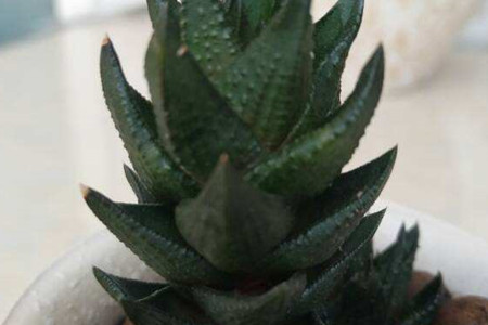 龙爪 龙爪