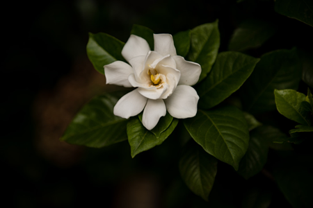 栀子花 栀子花