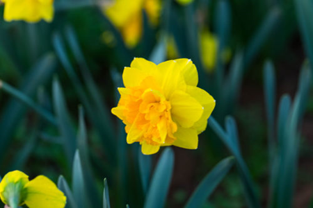 水仙花 水仙花